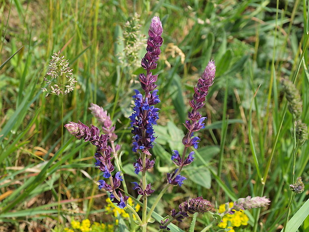 šalvia hájna Salvia nemorosa L.