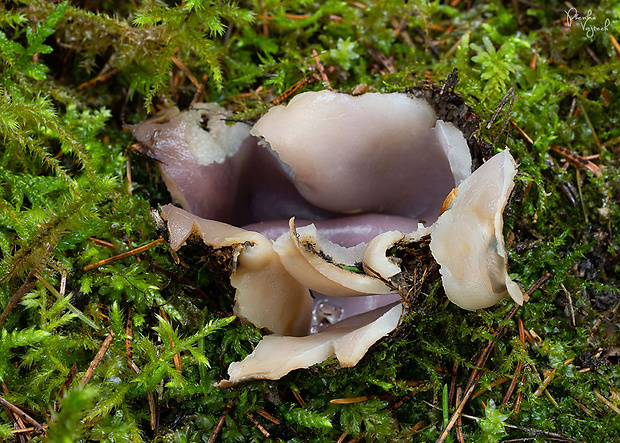 tulipánovka fialová Sarcosphaera coronaria (Jacq.) J. Schröt.