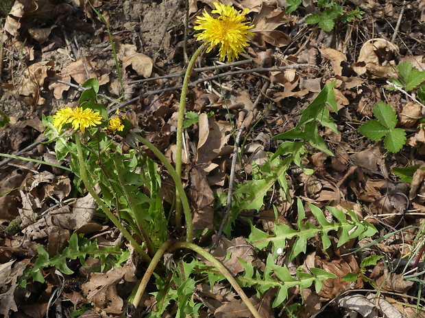 púpava Taraxacum atrox Kirschner & Štěpánek