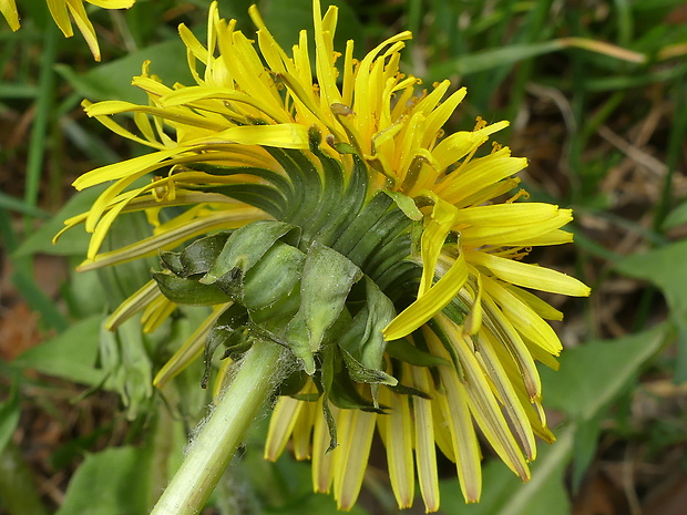 púpava Taraxacum crassum H. Øllg. & Trávníček