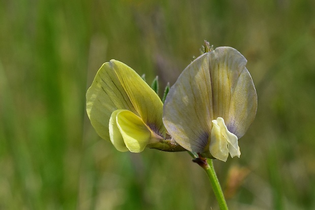 vika veľkokvetá Vicia grandiflora Scop.