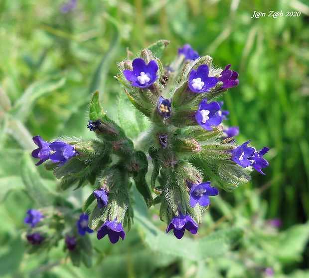 smohla lekárska Anchusa officinalis L.