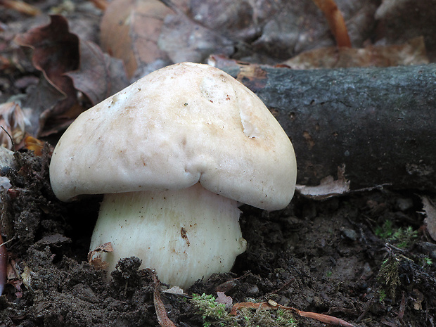 čírovnica májová Calocybe gambosa (Fr.) Donk