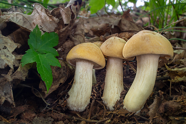 čírovnica májová Calocybe gambosa (Fr.) Donk