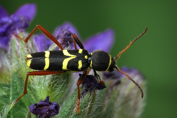 fuzáč (sk) / kuloštítník beraní (cz) Clytus arietis Linnaeus, 1758