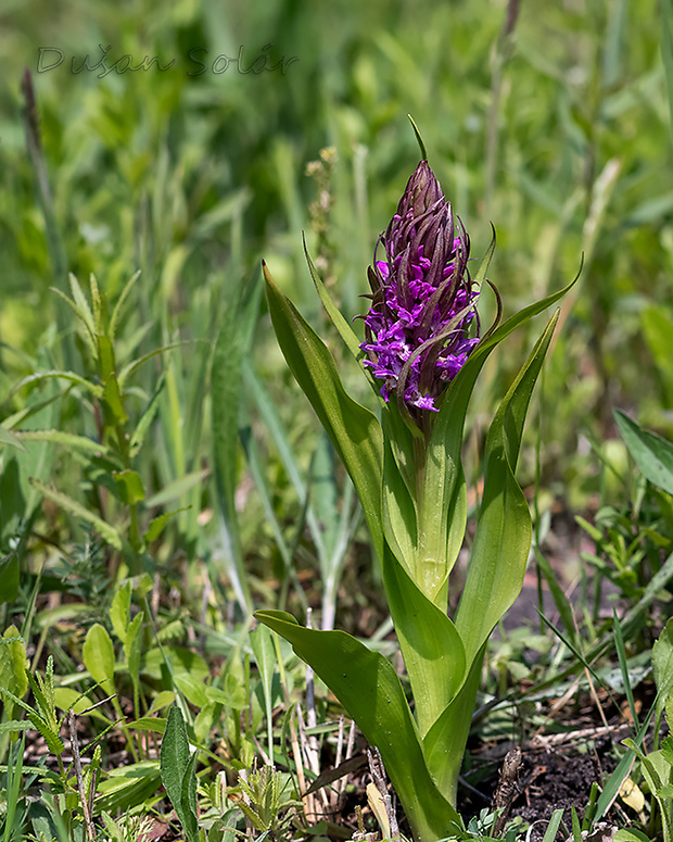 vstavačovec strmolistý pravý Dactylorhiza incarnata subsp. incarnata (L.) Soó