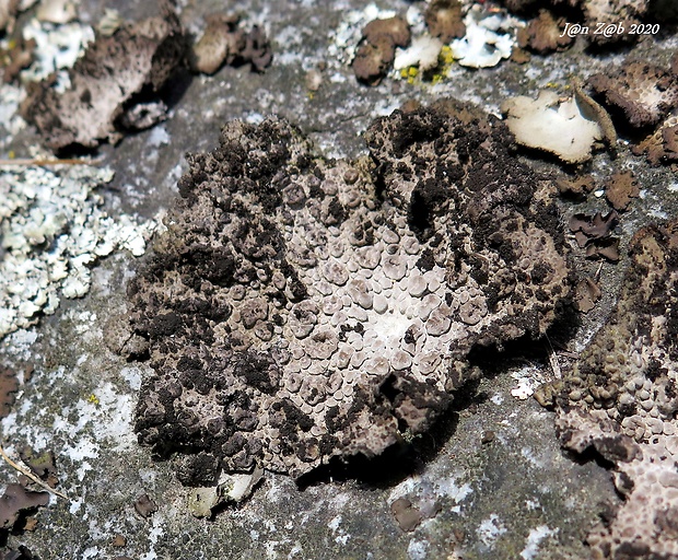 pupkovka obyčajná Lasallia pustulata (L.) Mérat