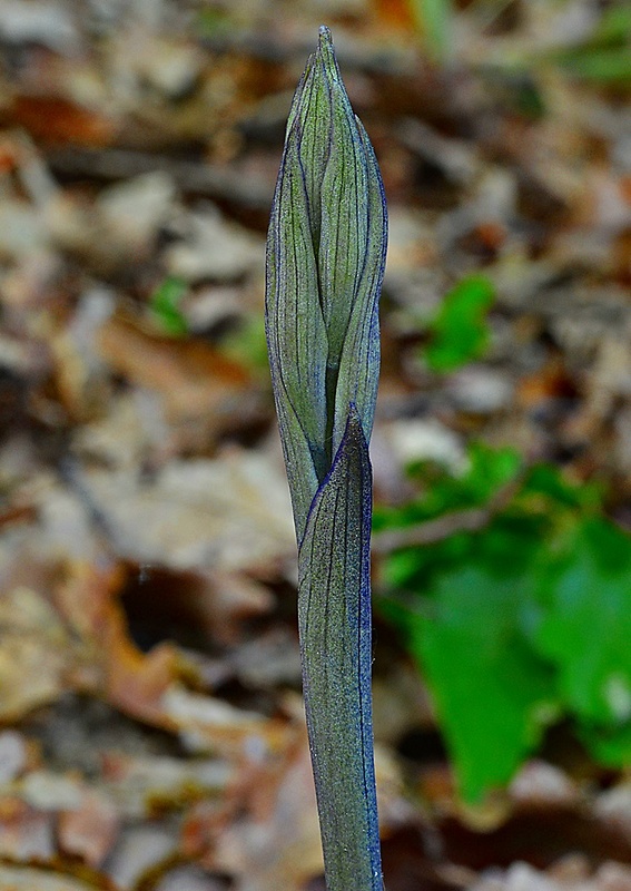 modruška pošvatá Limodorum abortivum (L.) Sw.