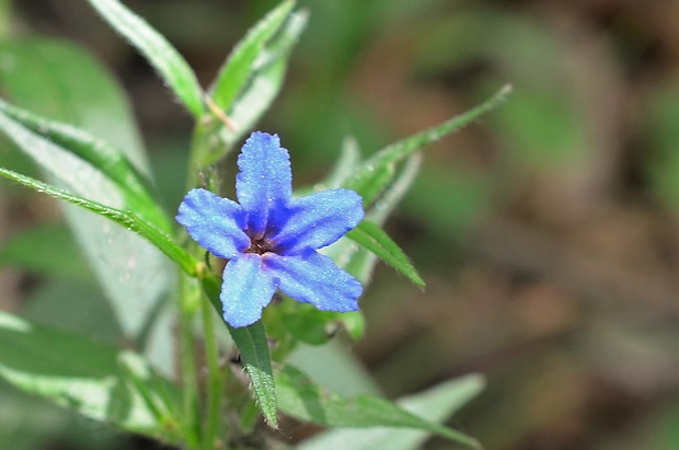 kamienka modropurpurová Lithospermum purpurocaeruleum L.