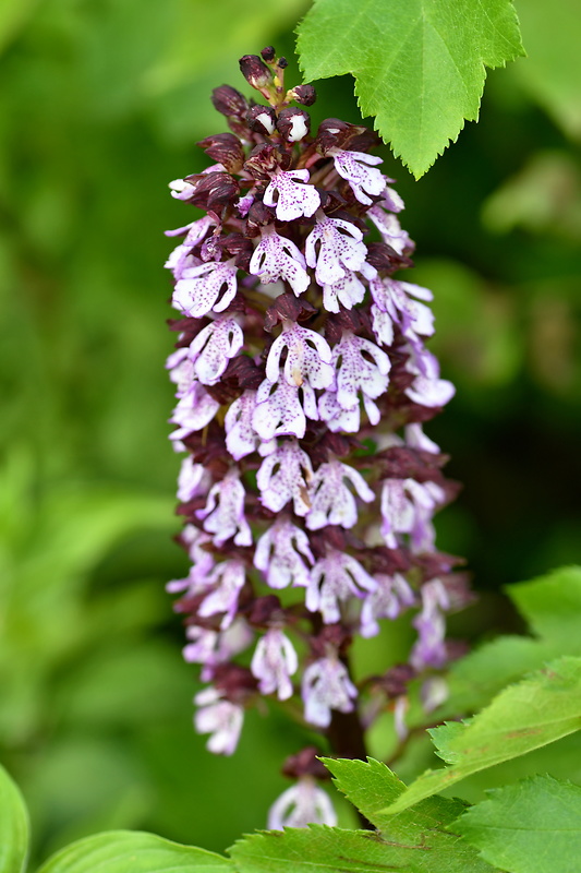 vstavač purpurový Orchis purpurea Huds.