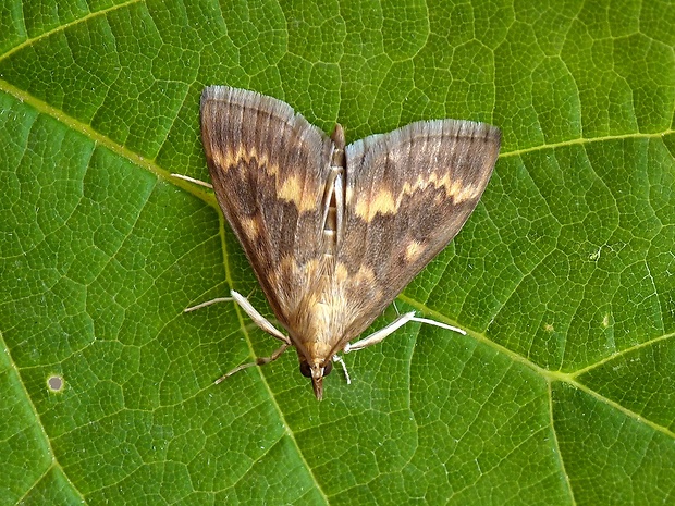 vijačka kukuričná Ostrinia nubilalis