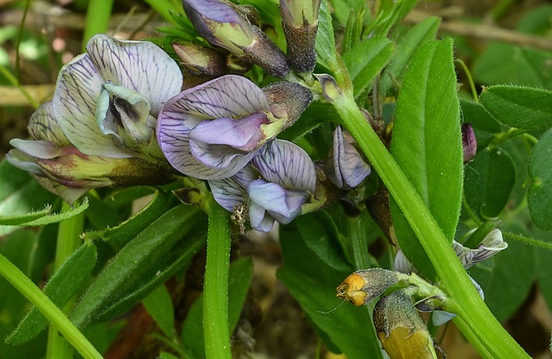 vika plotná Vicia sepium L.