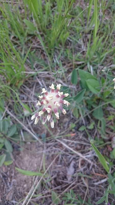 neidentifikovaná rastlina