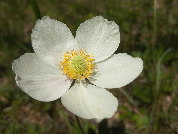 veternica lesná Anemone sylvestris L.