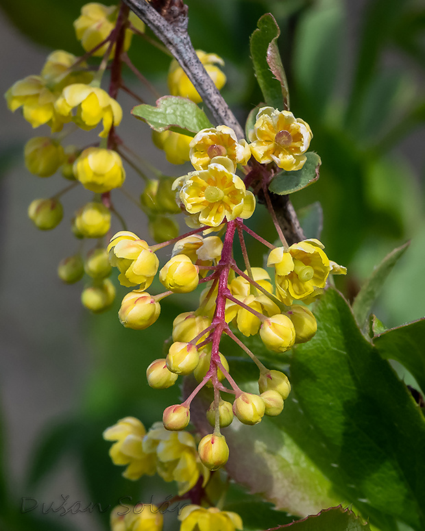 dráč obyčajný Berberis vulgaris L.