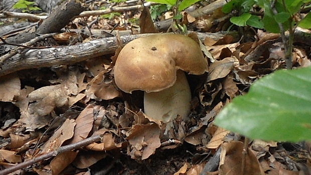 hríb dubový Boletus reticulatus Schaeff.