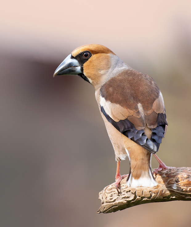 glezg hrubozobý Coccothraustes coccothraustes