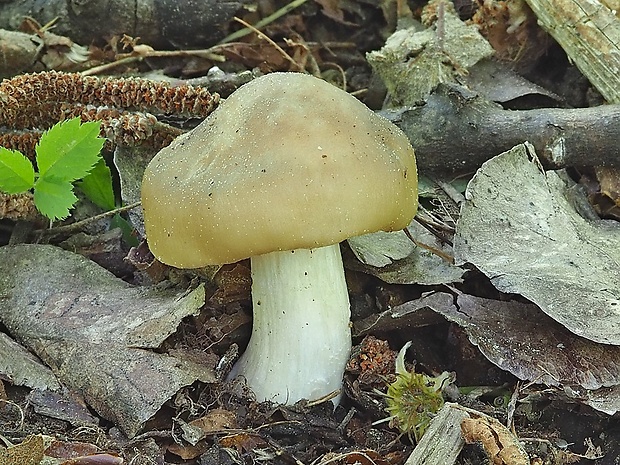 hodvábnica jarná Entoloma clypeatum (L.) P. Kumm.