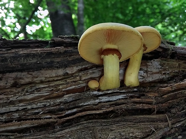 šupinovec Gymnopilus sp.