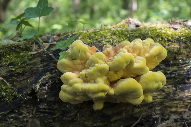 sírovec obyčajný Laetiporus sulphureus (Bull.) Murrill