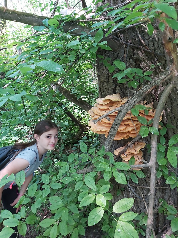 sírovec obyčajný Laetiporus sulphureus (Bull.) Murrill