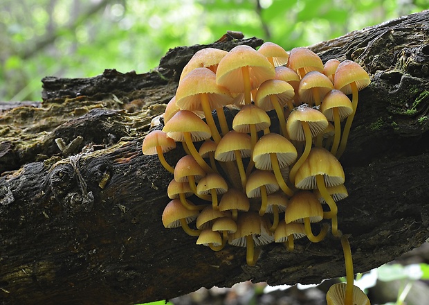 prilbička žltohlúbiková Mycena renati Quél.