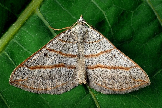 piadivka podobná (sk) / vlnočárník podobný (cz) Scotopteryx mucronata Scopoli, 1763