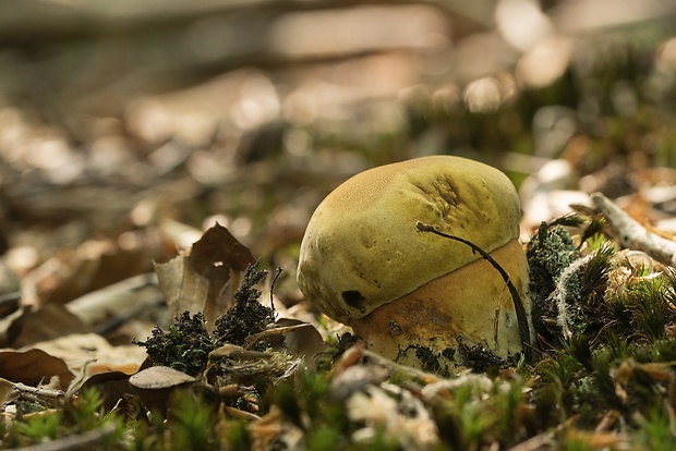 hríb zrnitohlúbikový Sutorius luridiformis (Rostk.) G. Wu & Zhu L. Yang