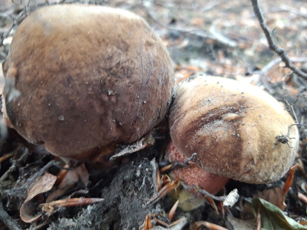 hríb zrnitohlúbikový Sutorius luridiformis (Rostk.) G. Wu & Zhu L. Yang