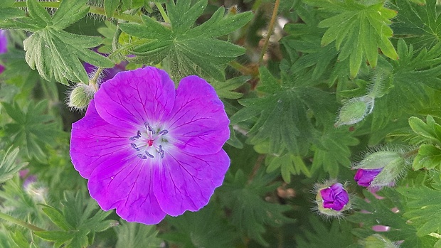 pakost krvavý Geranium sanguineum L.