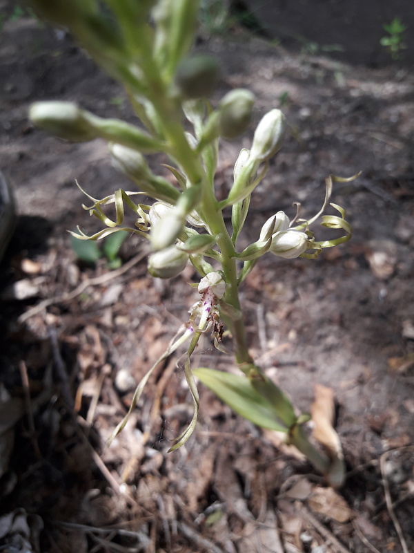 jazýčkovec jadranský Himantoglossum adriaticum H. Baumann