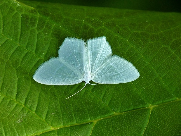 piadivka zelenkavá Jodis lactearia