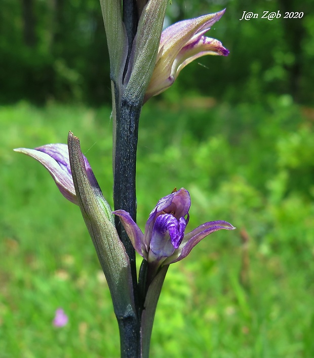 modruška pošvatá Limodorum abortivum (L.) Sw.