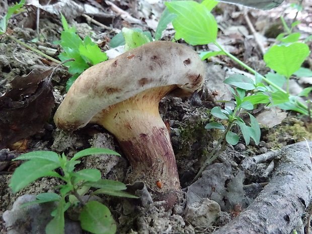 čechračka podvinutá Paxillus involutus (Batsch) Fr.