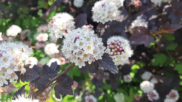 tavoľa kalinolistá Physocarpus opulifolius (L.) Maxim.