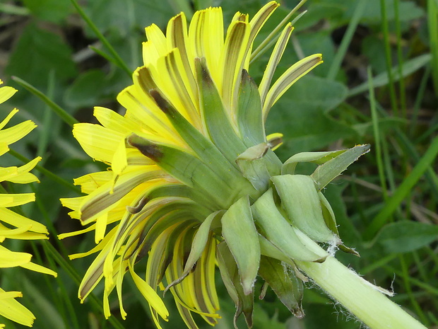 púpava Taraxacum laticordatum