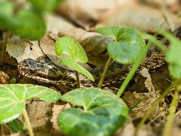 vretenica  severná Vipera berus