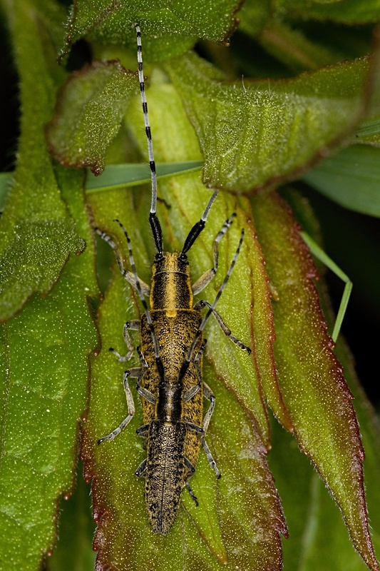 vrzúnik úzkoštíty Agapanthia villosoviridescens