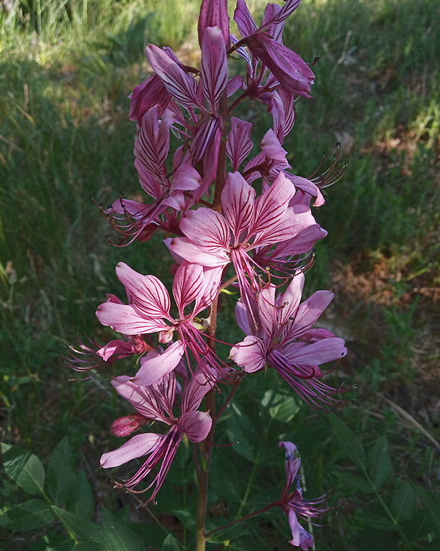 jasenec biely Dictamnus albus L.