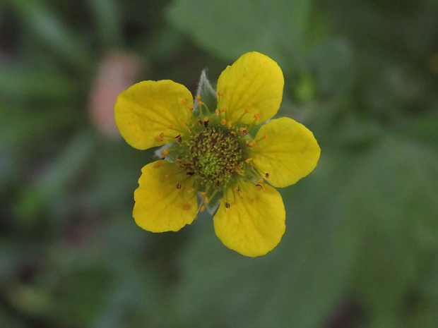 kuklík mestský Geum urbanum L.