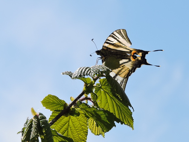 vidlochvost ovocný  Iphiclides podalirius