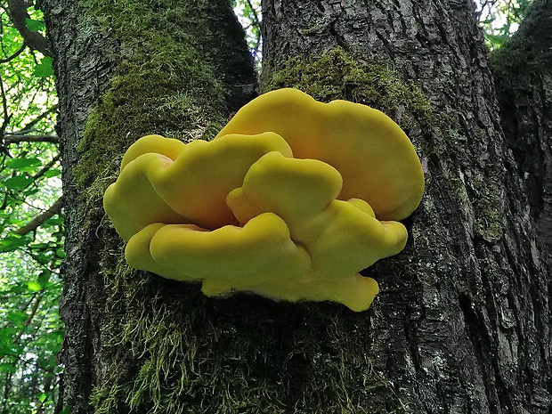 sírovec obyčajný Laetiporus sulphureus (Bull.) Murrill