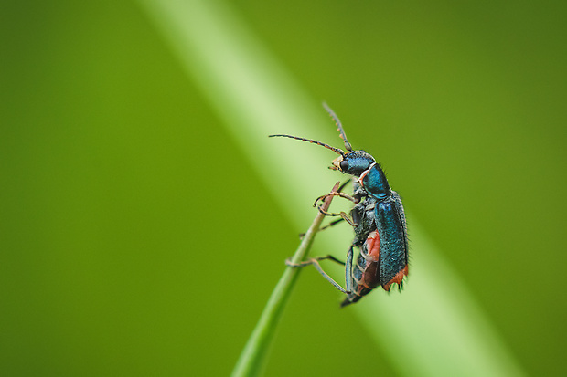 bradavičník dvojškvrnový Malachius bipustulatus (Linnaeus, 1758)