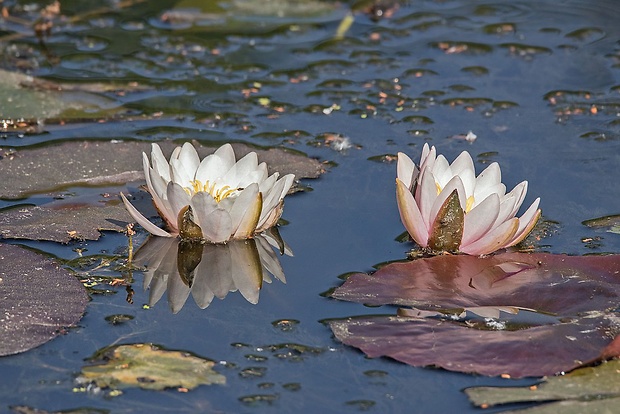 lekno jasnobiele Nymphaea candida C. Presl