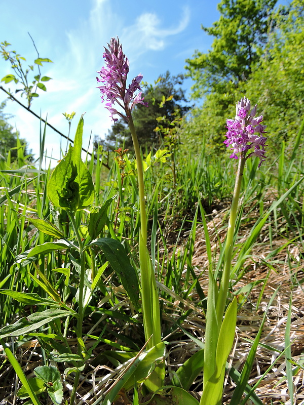 vstavač vojenský Orchis militaris L.