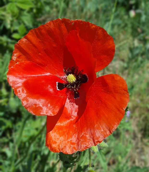 mak vlčí Papaver rhoeas L.