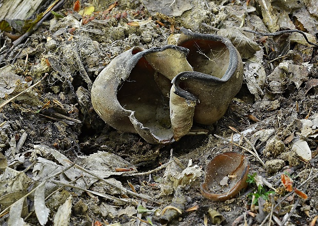 čiaška podvojná Phylloscypha phyllogena (Cooke) Van Vooren