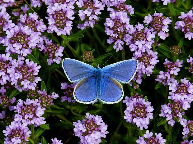 modráčik obyčajný Polyommatus icarus