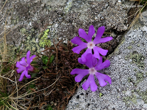 prvosienka najmenšia Primula minima L.