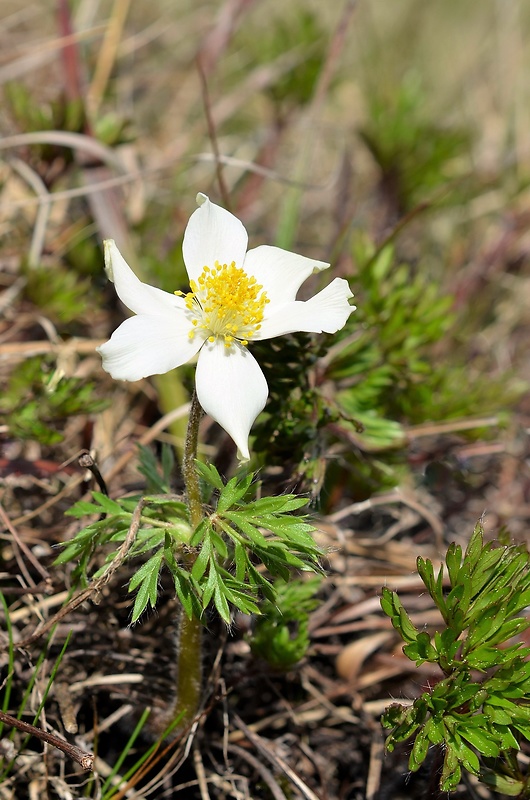 poniklec biely Pulsatilla scherfelii (Ullepitsch) Skalický